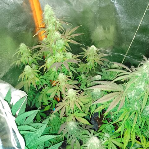 Celeste  growlog photo: Van hermosas, sin palabras ❤️😍🥰