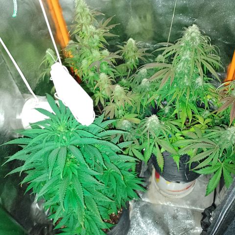 Celeste  growlog photo: Van hermosas, sin palabras ❤️😍🥰