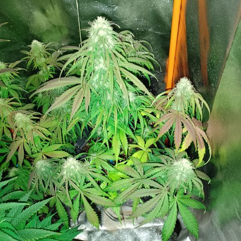 Celeste  growlog photo: Van hermosas, sin palabras ❤️😍🥰