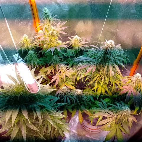 Celeste  growlog timeline photo