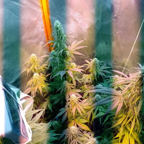 Celeste  growlog timeline photo