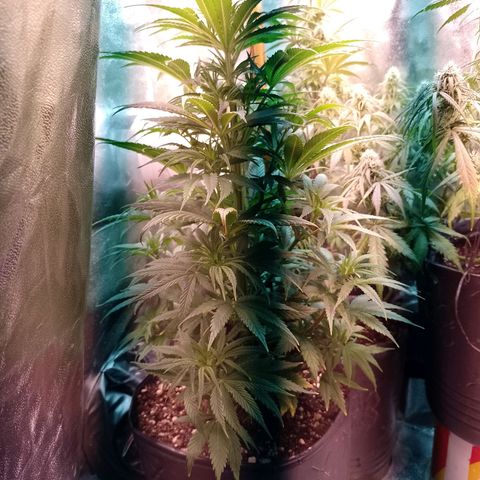 Celeste  growlog timeline photo