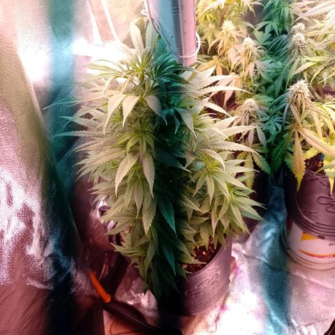 Celeste  growlog timeline photo