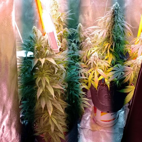 Celeste  growlog photo: Antes