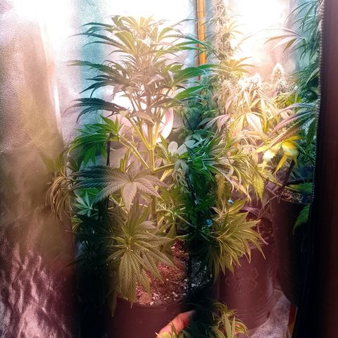 Celeste  growlog photo: Defoliada. 
