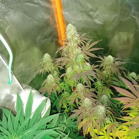 Celeste  growlog photo: De hoy en más, solo Agua para las auto !