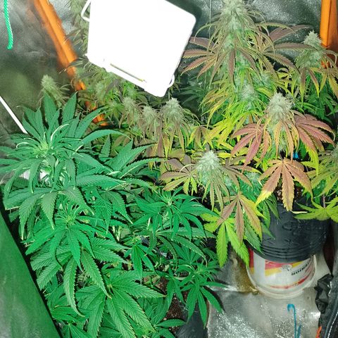 Celeste  growlog photo: De hoy en más, solo Agua para las auto !