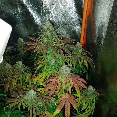 Celeste  growlog photo: De hoy en más, solo Agua para las auto !