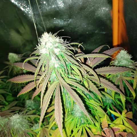 Celeste  growlog photo: De hoy en más, solo Agua para las auto !