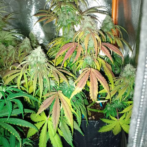 Celeste  growlog photo: De hoy en más, solo Agua para las auto !
