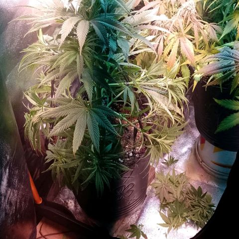 Celeste  growlog photo: Defoliación 