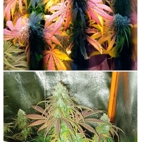 Celeste  growlog photo: El antes y después de la última defoliación. 