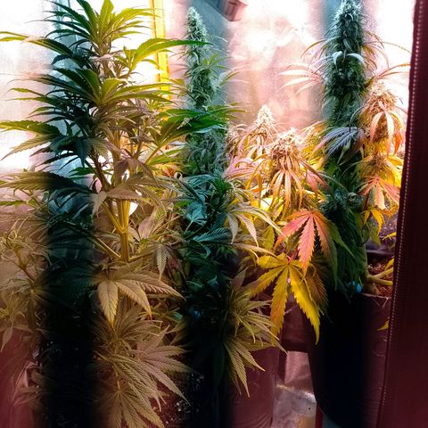 Celeste  growlog photo: Con 58 días de vida se corona como la superior y la más alta, frente a las autos, imparable la regular !! 🚀