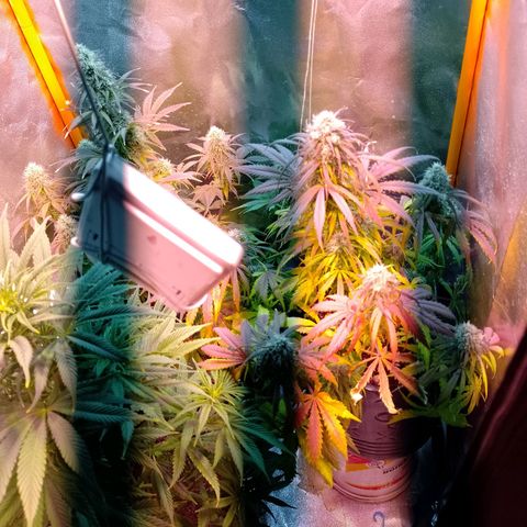 Celeste  growlog photo: El antes.