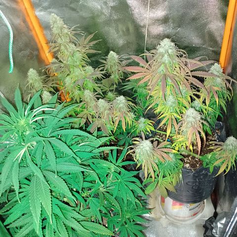 Celeste  growlog photo: El después 