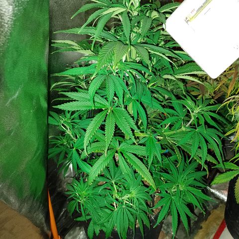Celeste  growlog photo: Espléndida y verdosa ,🌿😍