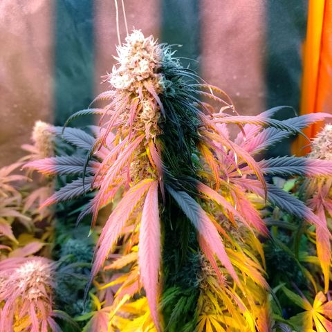 Celeste  growlog timeline photo