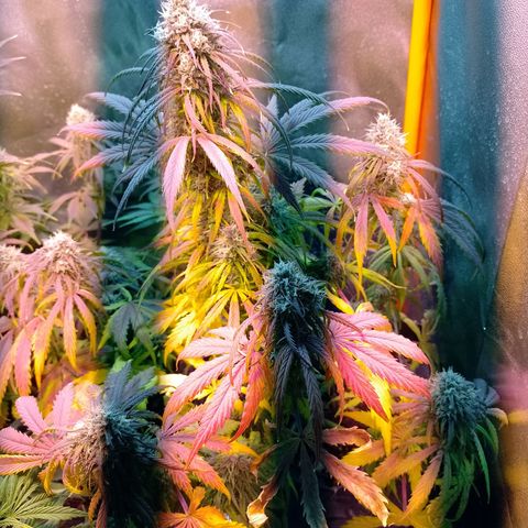 Celeste  growlog timeline photo