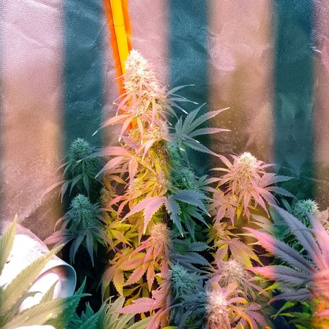 Celeste  growlog timeline photo