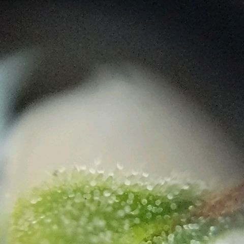 Celeste  growlog photo: Tricomas transparentes, indicio de que le falta maduración.