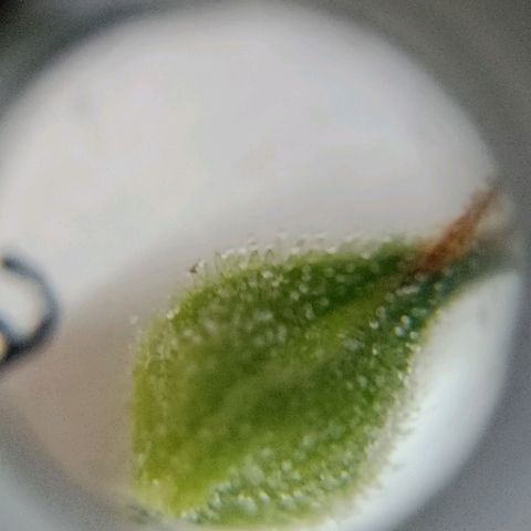Celeste  growlog photo: Tricomas transparentes, indicio de que le falta maduración.