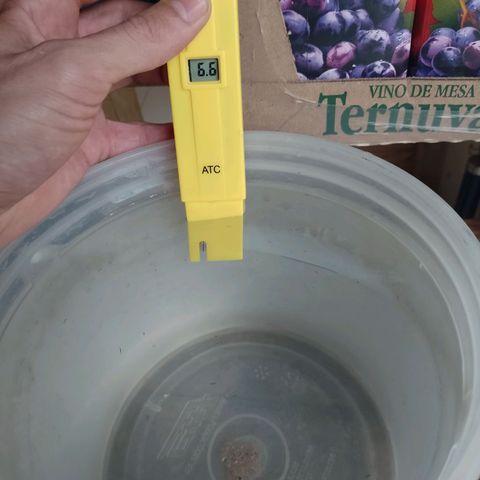 Celeste  growlog photo: Se regó después de un lavado de sustrato. 