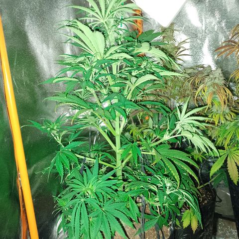 Celeste  growlog timeline photo