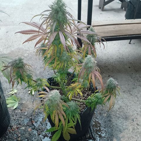 Celeste  growlog timeline photo