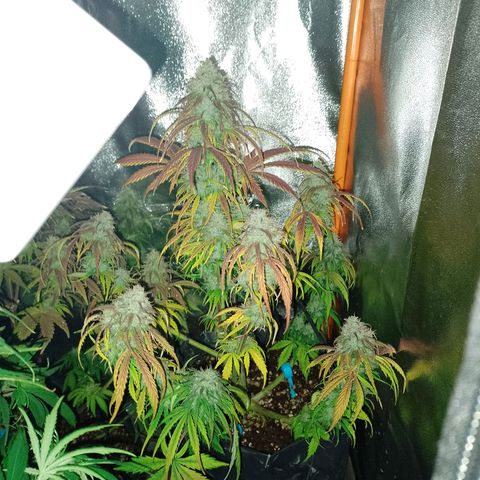 Celeste  growlog timeline photo