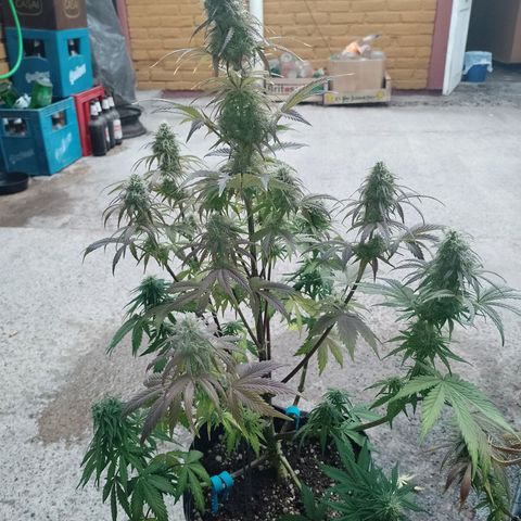 Celeste  growlog timeline photo