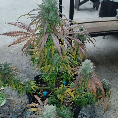 Celeste  growlog timeline photo