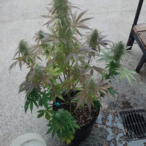 Celeste  growlog timeline photo