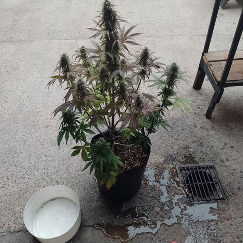 Celeste  growlog timeline photo