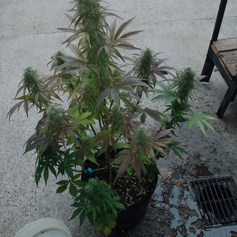 Celeste  growlog timeline photo