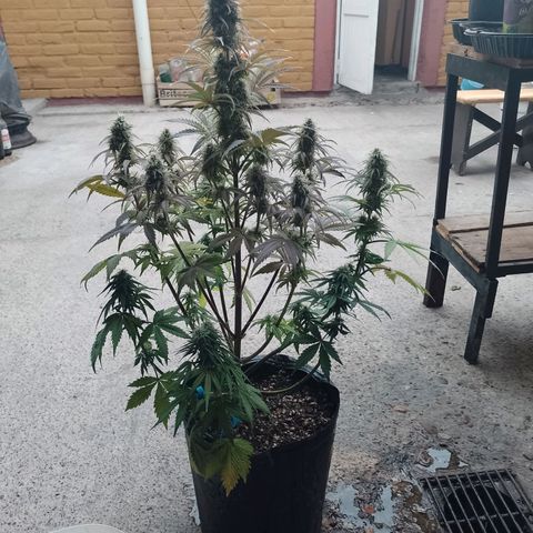 Celeste  growlog timeline photo