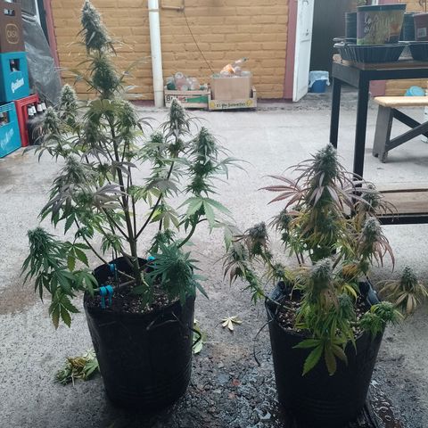 Celeste  growlog timeline photo
