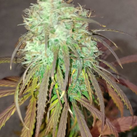 Celeste  growlog timeline photo