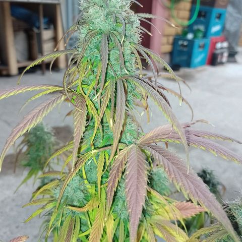 Celeste  growlog timeline photo