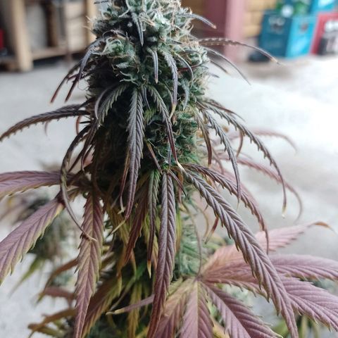 Celeste  growlog timeline photo