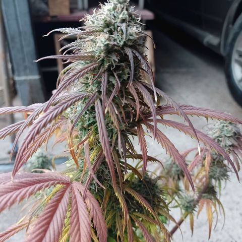 Celeste  growlog timeline photo
