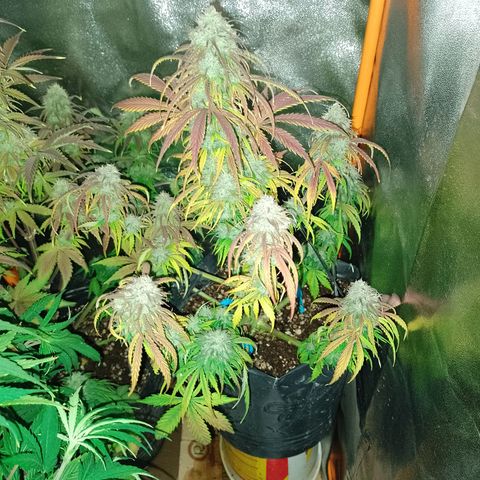 Celeste  growlog timeline photo
