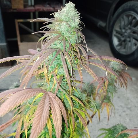 Celeste  growlog timeline photo