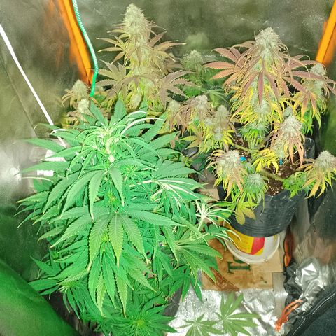Celeste  growlog timeline photo