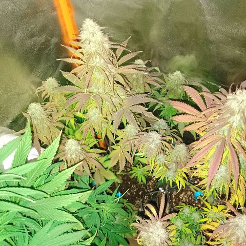 Celeste  growlog timeline photo