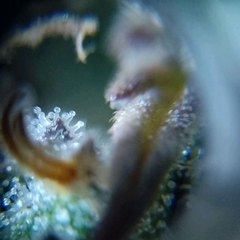 Celeste  growlog timeline photo