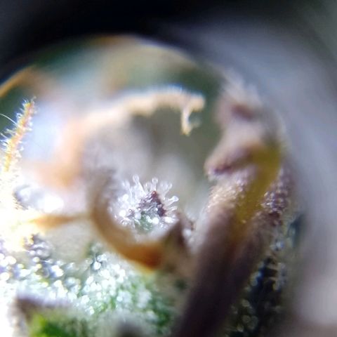 Celeste  growlog timeline photo