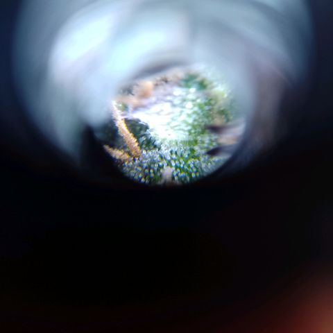Celeste  growlog timeline photo