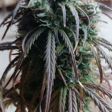 Celeste  growlog timeline photo