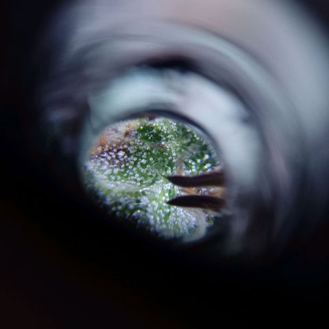 Celeste  growlog timeline photo