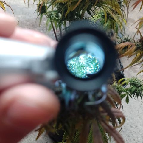 Celeste  growlog timeline photo